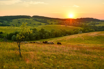 Obraz premium Landscape sunset back light tree hills grass clouds evening
