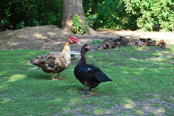 Cairina moschata, a pair of musk ducks on green grass