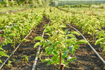 Cultivation of walnut seedlings on the plantation nursery on the stock for sale in the aisle...