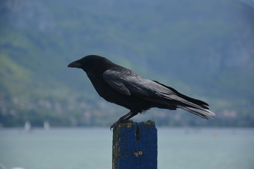 Corbeau sur le lac d'Annecy