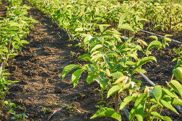 Cultivation of walnut seedlings on the plantation nursery on the stock for sale in the aisle between the planting of hazelnuts