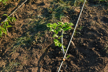 Hazelnut seedlings planted in the spring of a one-year-old on an industrial plantation with drip...