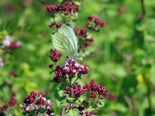Schmetterling auf Blume