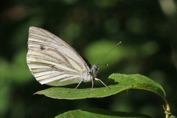 La Piéride du Navet (Pieris napi)