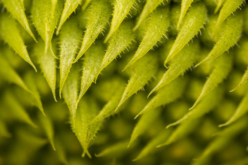 Sunflower head macro photo background