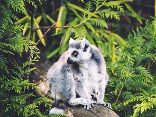 Lemur in the wild