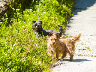 Black and brown dogs on countryside at springtime