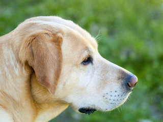 Portrait of golden Labrador Retriever