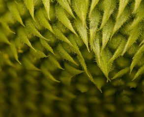 Sunflower head macro photo background