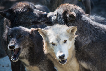 Wolves