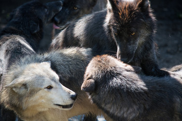 Wolves