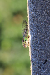 Chicago air and water show