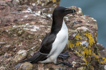 Fowlsheugh RSPB - Razorbill