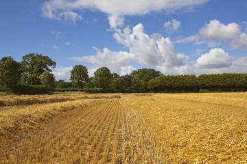 cut straw and trees