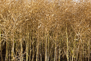 oilseed rape background