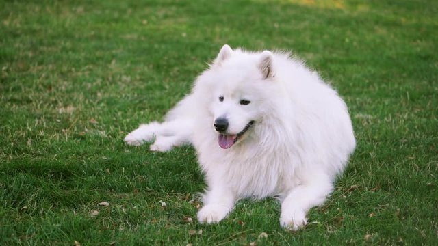 Funny white Samoyed husky dog in the park. Laika dog breed walking in summer day. Greenery background. SLOW MOTION.