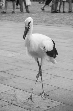 jeune cigogne atterri sur la place de la r&eacute;union &agrave; Mulhouse apr&egrave;s son premier vol