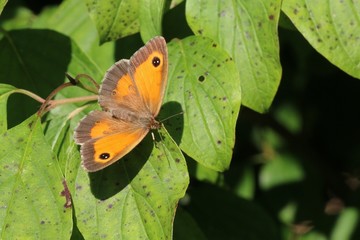 L'Amaryllis (Pyronia tithonus)