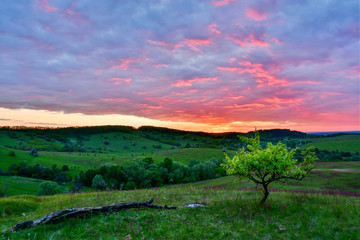 Obraz premium Landscape sunset back light tree hills grass clouds evening