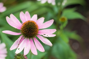 Echinacea