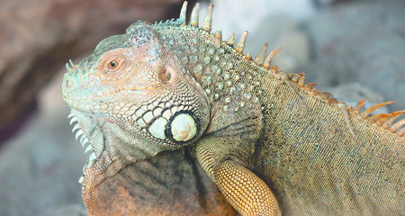 Head close-up of green yellow iguana sitting still upon rocks doing nothing.