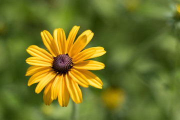 Rudbeckia hirta