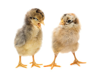 Two chickens on white background
