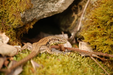 Lézard des murails
