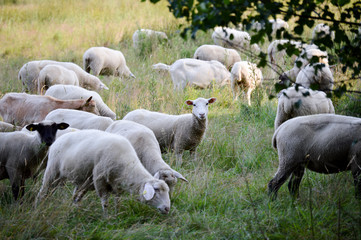 Schafherde in der Lohe