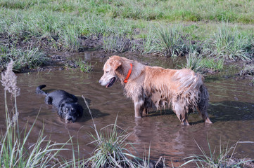 Fototapeta premium Hunde im Wasserloch