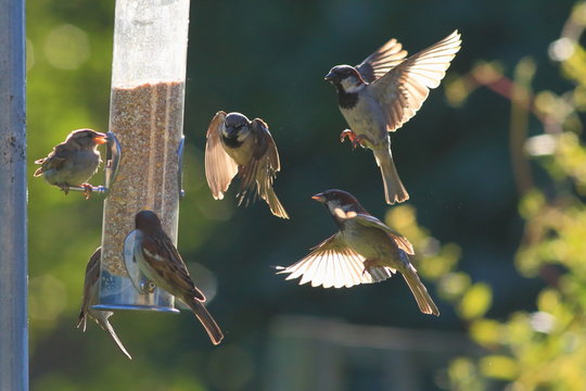 Group of sparrows eating seeds from garden bird feeder on a sunny morning