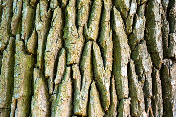 Texture of old oak tree