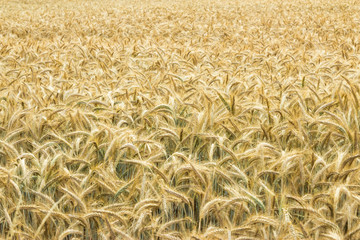 Field of wheat. Plant, nature, rye. Crop on farm. Stem with seed for cereal bread. Agriculture harvest growth. Yellow golden rural summer landscape. Ripe food.