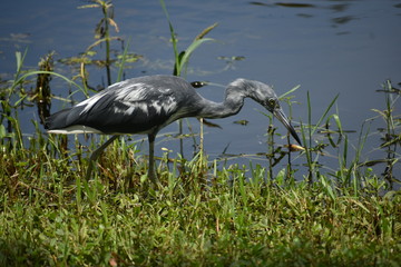 blue and white bird
