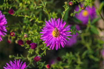 Honey bee on a violet flower aster alpinus. limited depth of field.