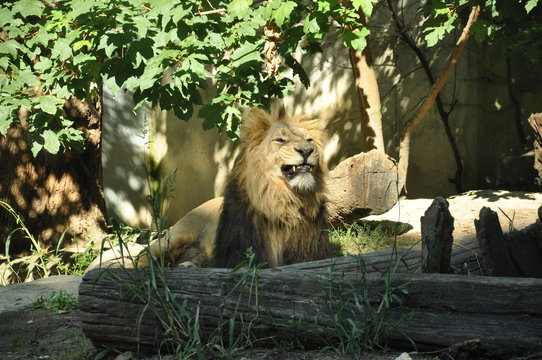 Lion montrant ses crocs