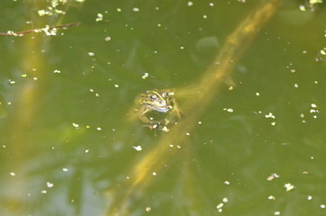 Grenouille verte