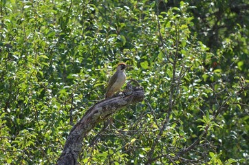 Pic vert (Picus viridis)