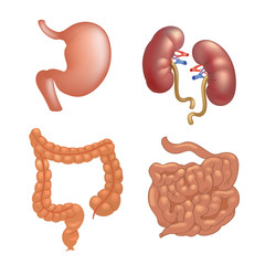 Realistic human organs set anatomy