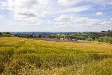 Fototapeta na wymiar hillside barley crop