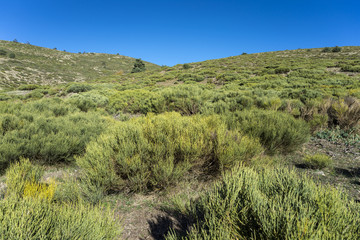 Fototapeta na wymiar Padded brushwood (Cytisus oromediterraneus) near Hornillo Stream, in Guadarrama Mountains National Park, Spain