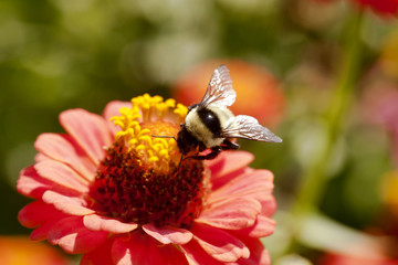 Bee on flower