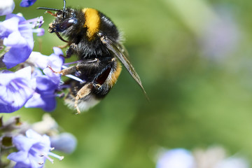 bumble bee3