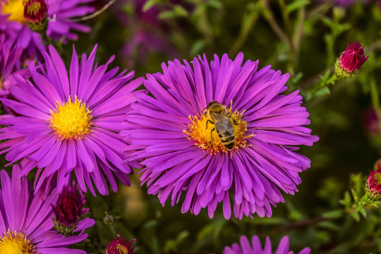 Honey bee on a colorful violet flower aster alpinus. Beautiful natural plant with limited depth of field.