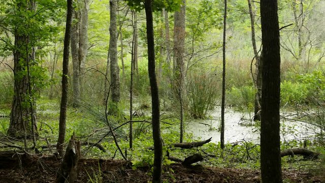 Swampy forest with cypress knobs, moss, and swamp grass.