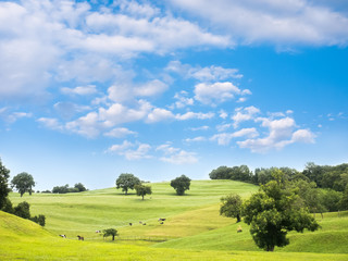 Fototapeta premium Rural landscape with grazing cows and horses on a green meadow at summer day