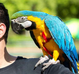Brazilian man with his pet macaw