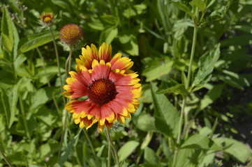 Gaillardia pulchella - beautiful bright red and yellow flowers