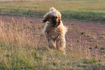 Afghan hound