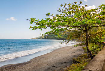 Obraz na płótnie Canvas Trees in the Beach, Grenada, Caribbean